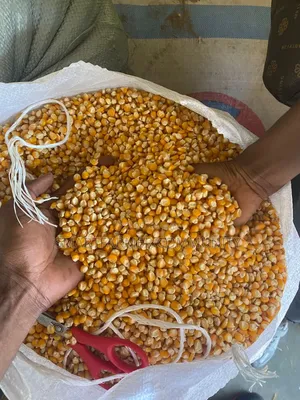 Yellow Dried Corn