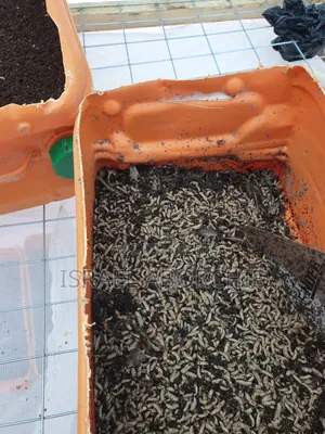 Black Soldier Fly Larvae, Eggs, Pupae,Bsf Net,Seive