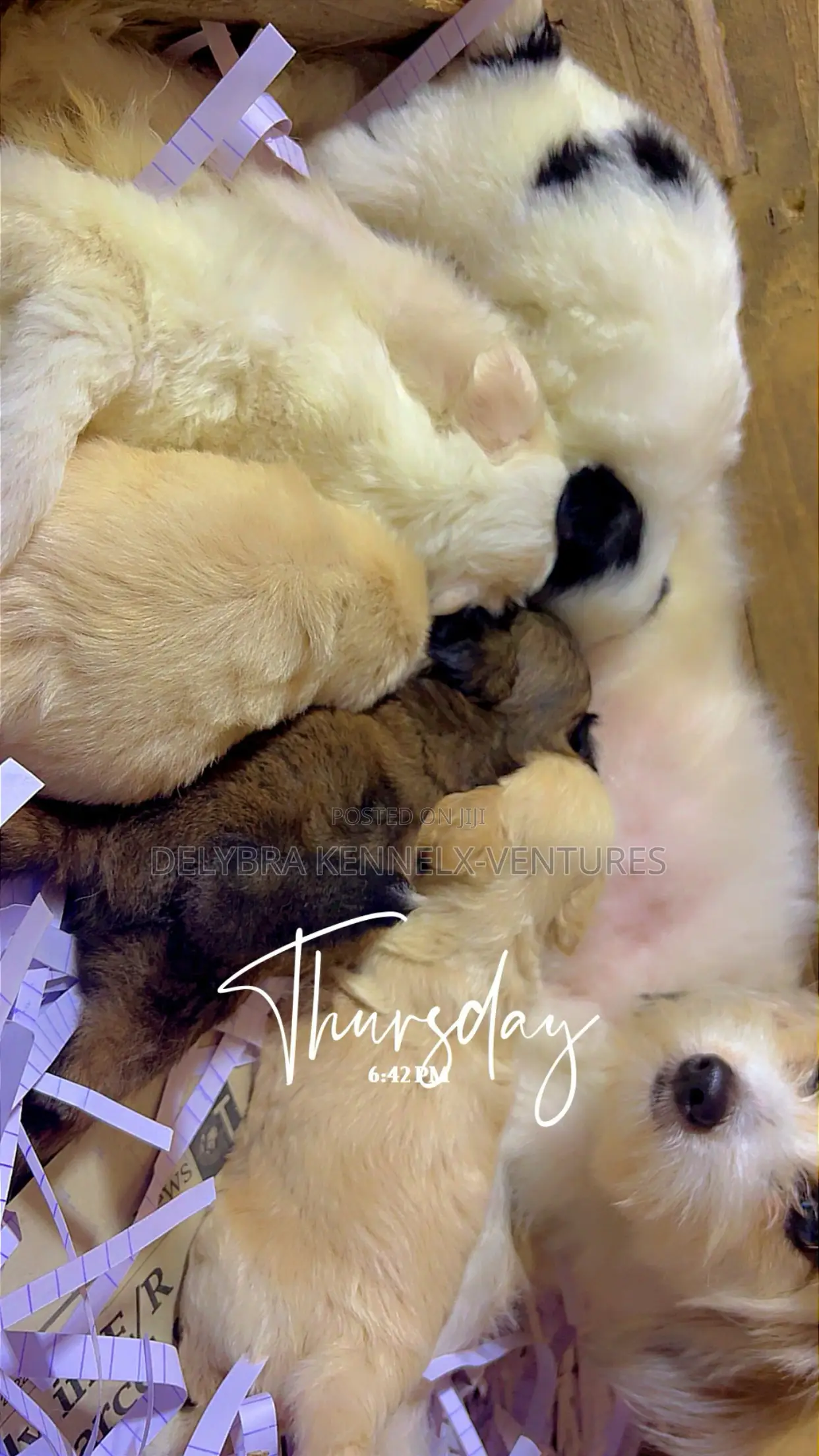 1-3 months Female Purebred Poodle