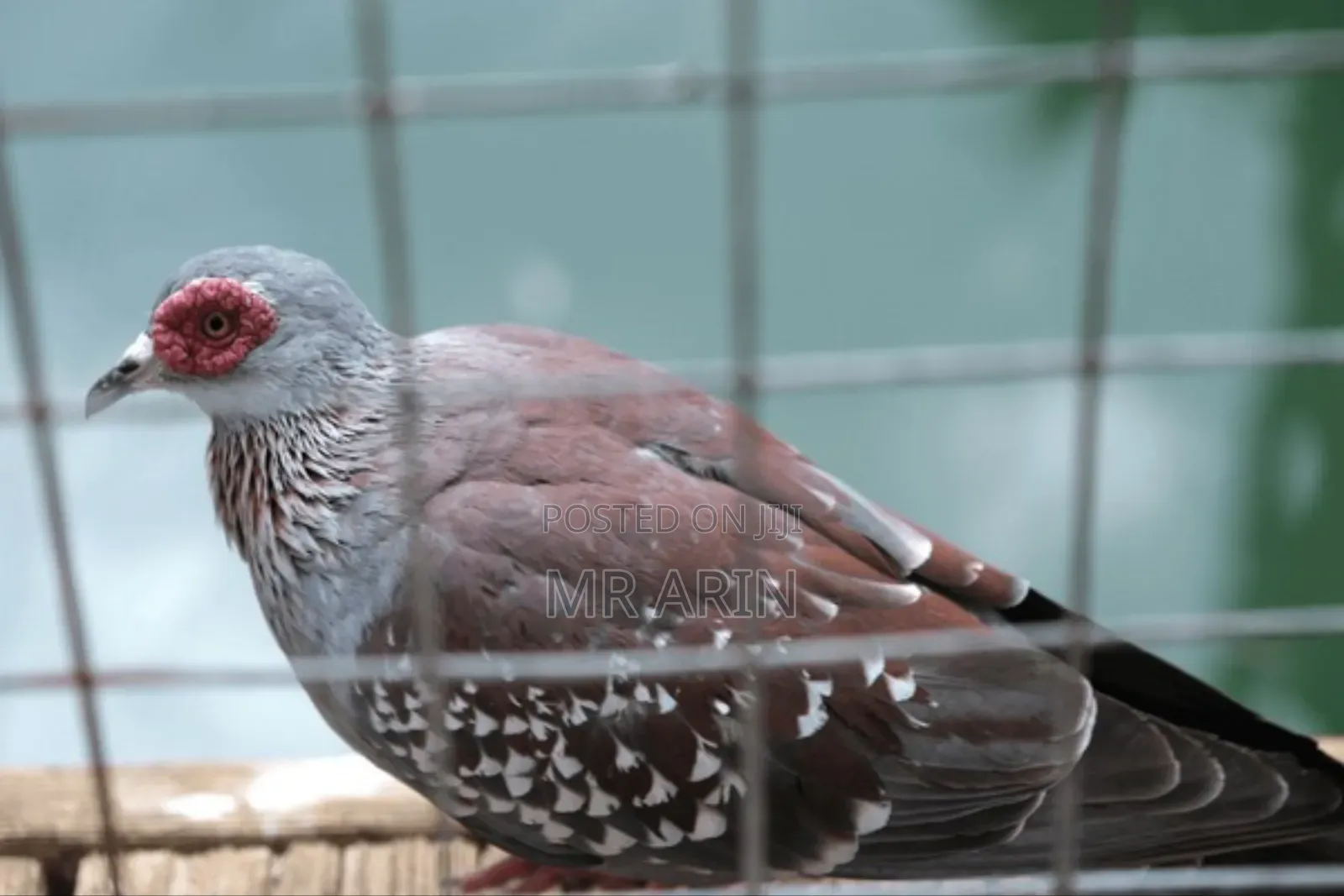 Speckled Pigeon