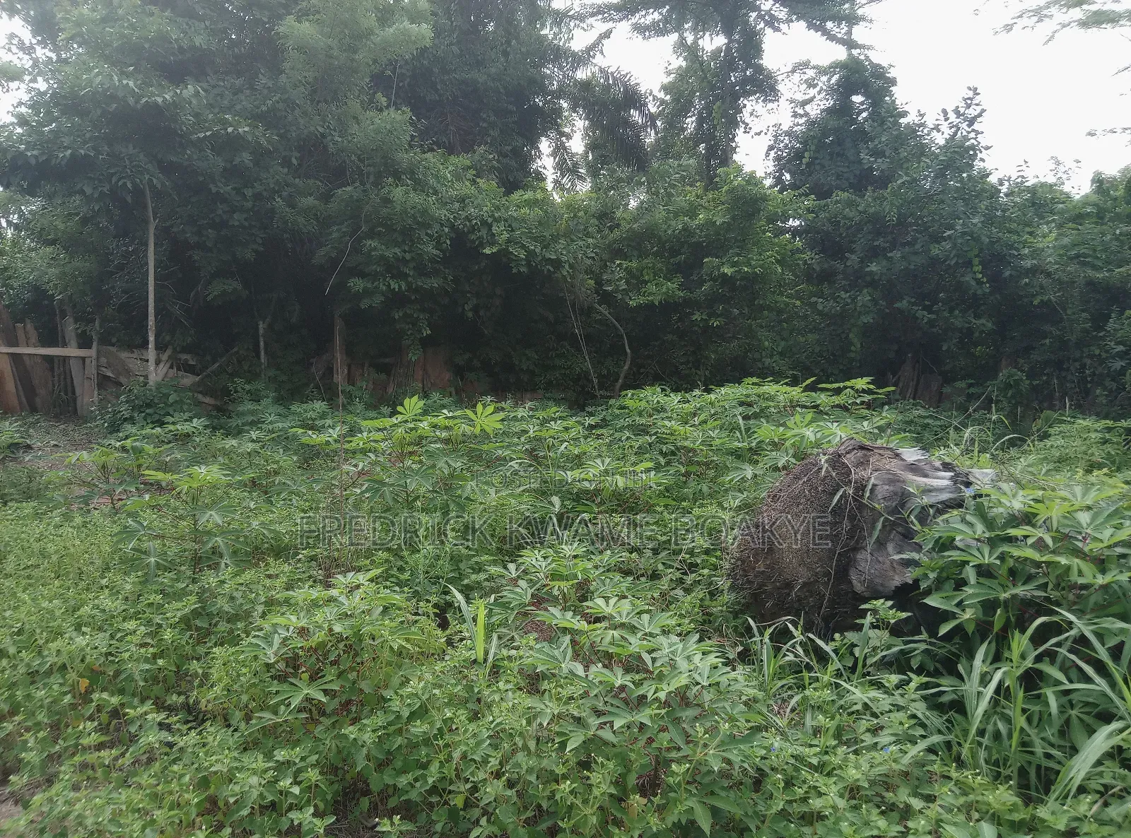 10 Acres of Farm Land for Sale at Mankranso Baaniekrom