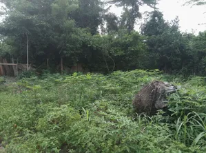 10 Acres of Farm Land for Sale at Mankranso Baaniekrom