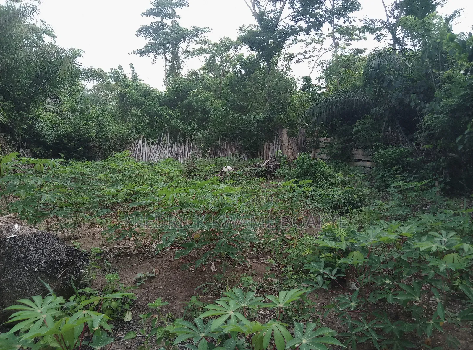 10 Acres of Farm Land for Sale at Mankranso Baaniekrom
