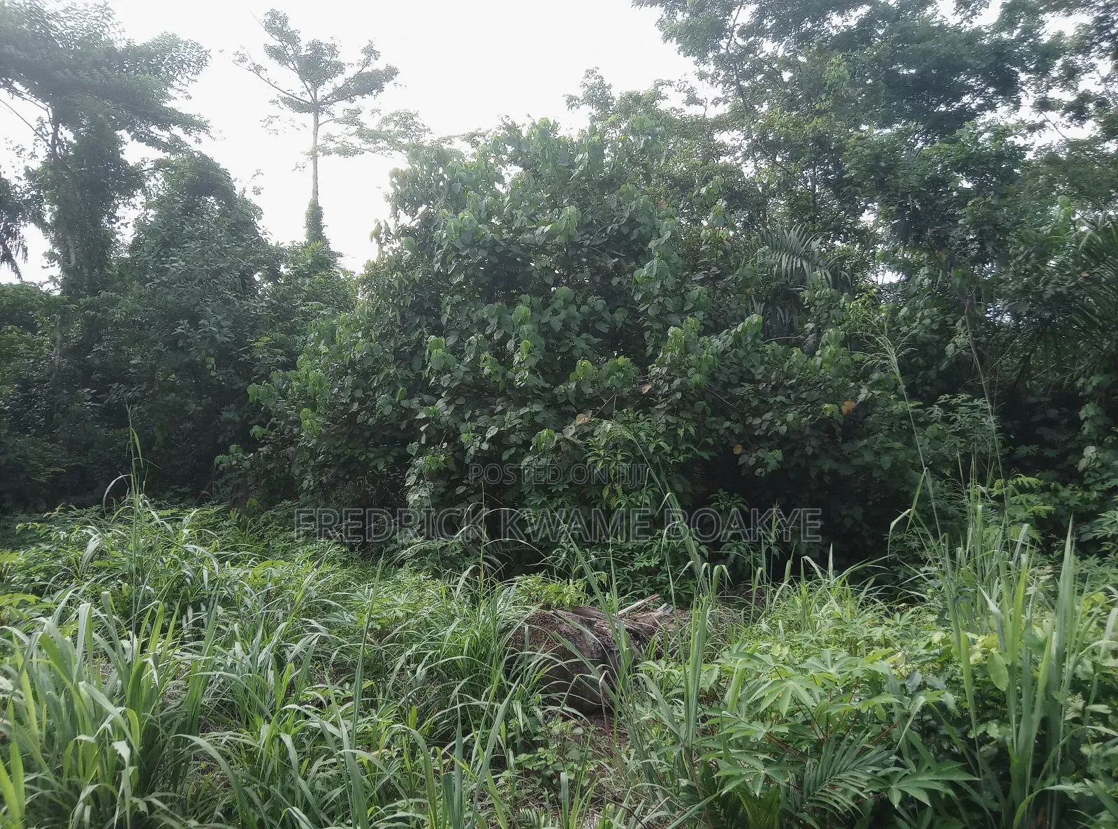 10 Acres of Farm Land for Sale at Mankranso Baaniekrom