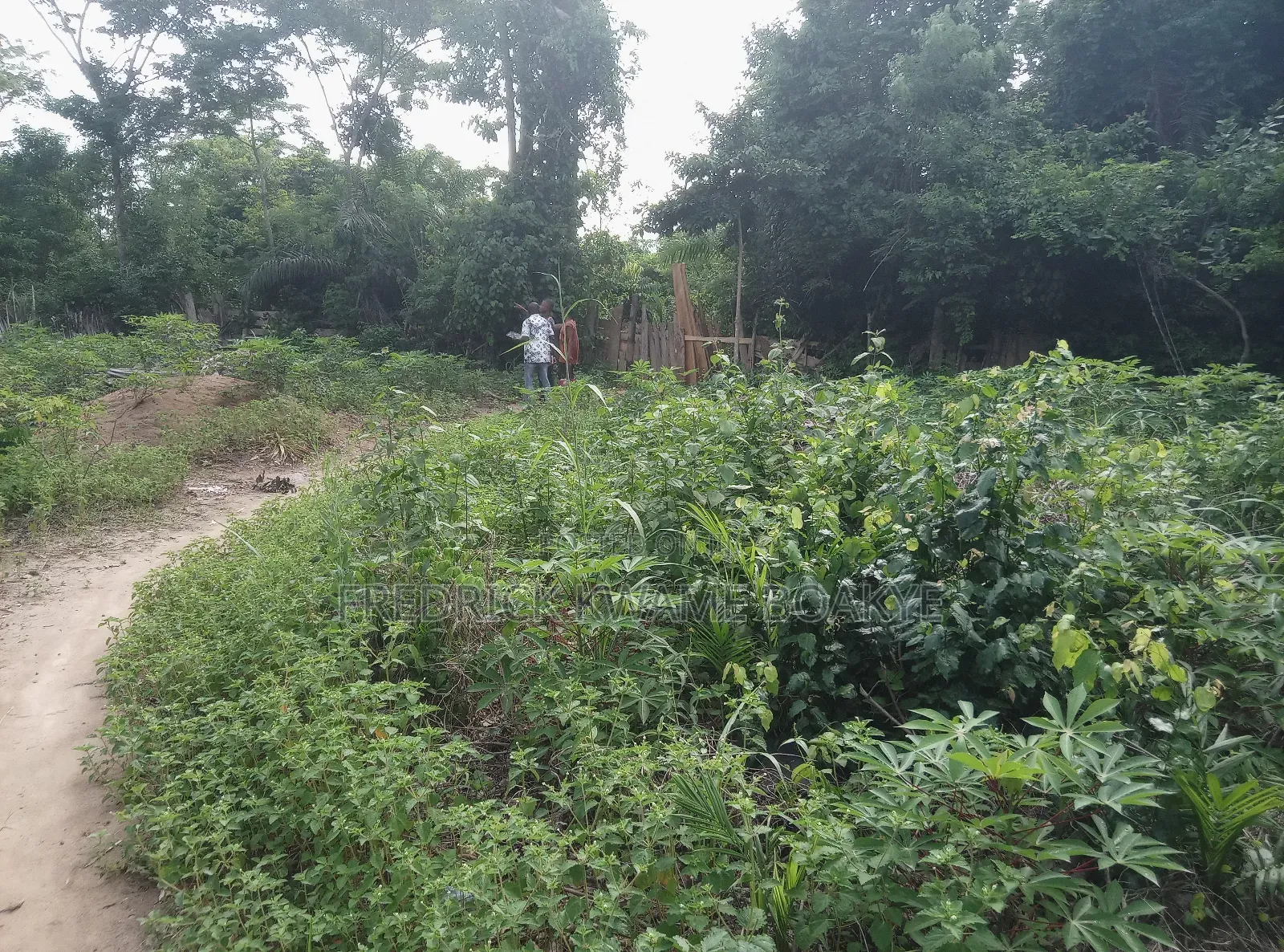 10 Acres of Farm Land for Sale at Mankranso Baaniekrom