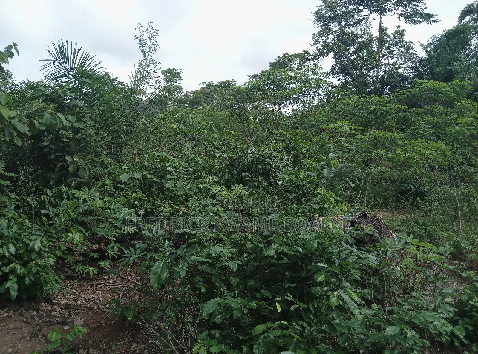 10 Acres of Farm Land for Sale at Mankranso Baaniekrom