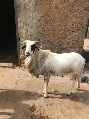 Farm Animals