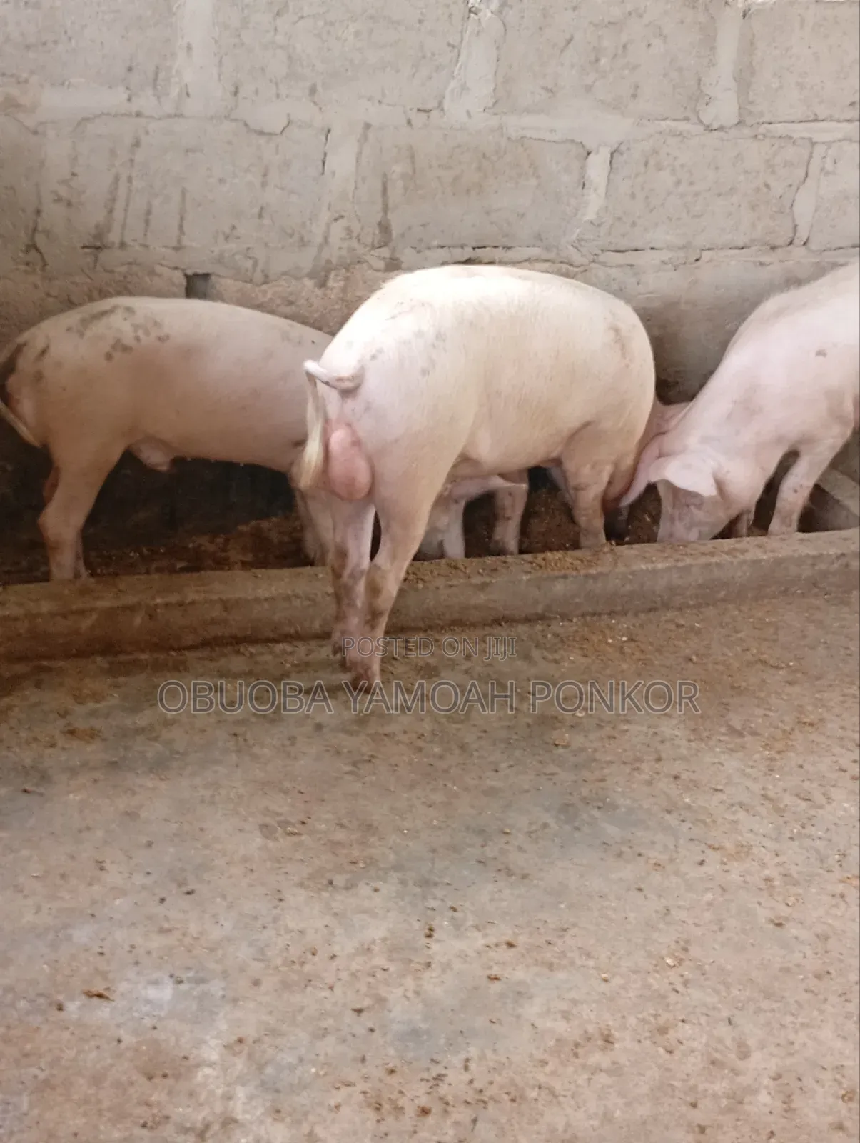 Obuoba Y.P Farms