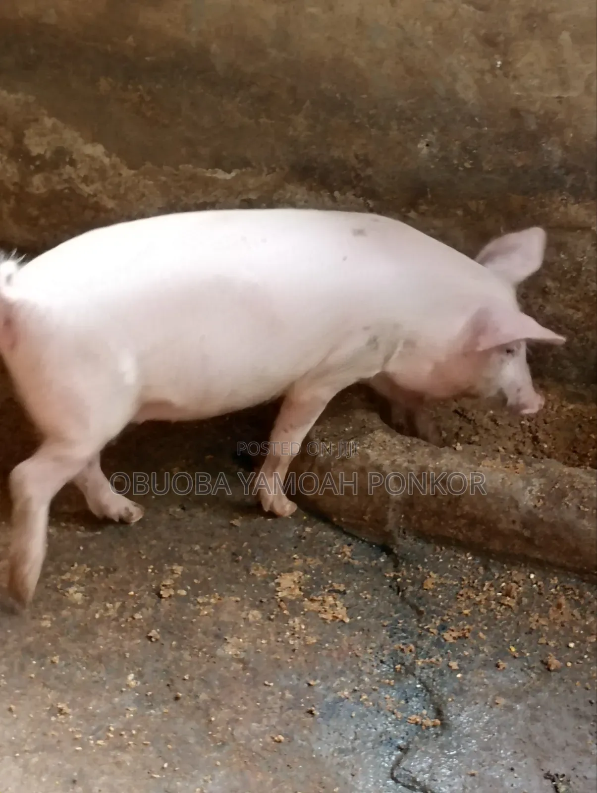 Obuoba Y.P Farms