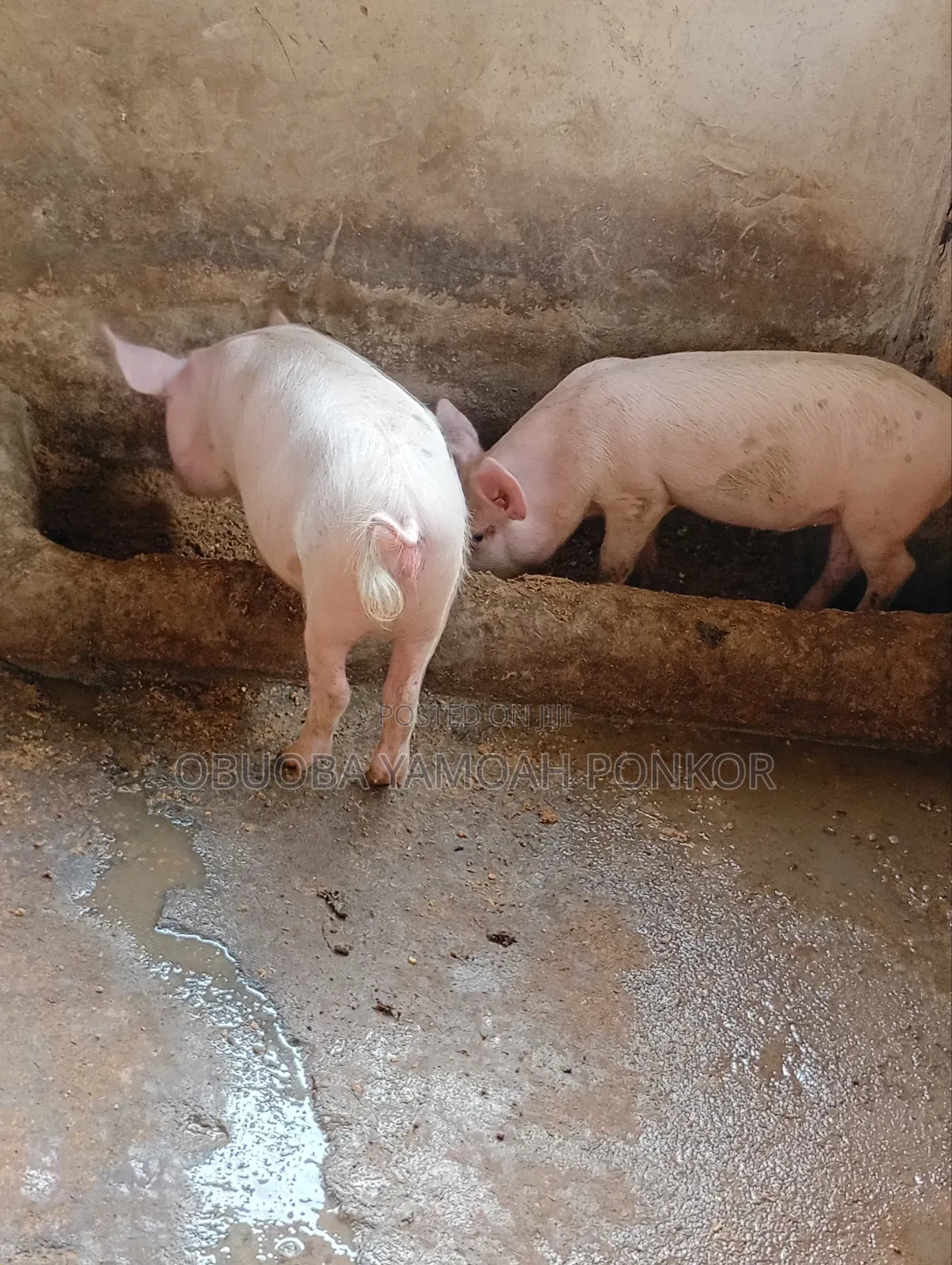 Obuoba Y.P Farms