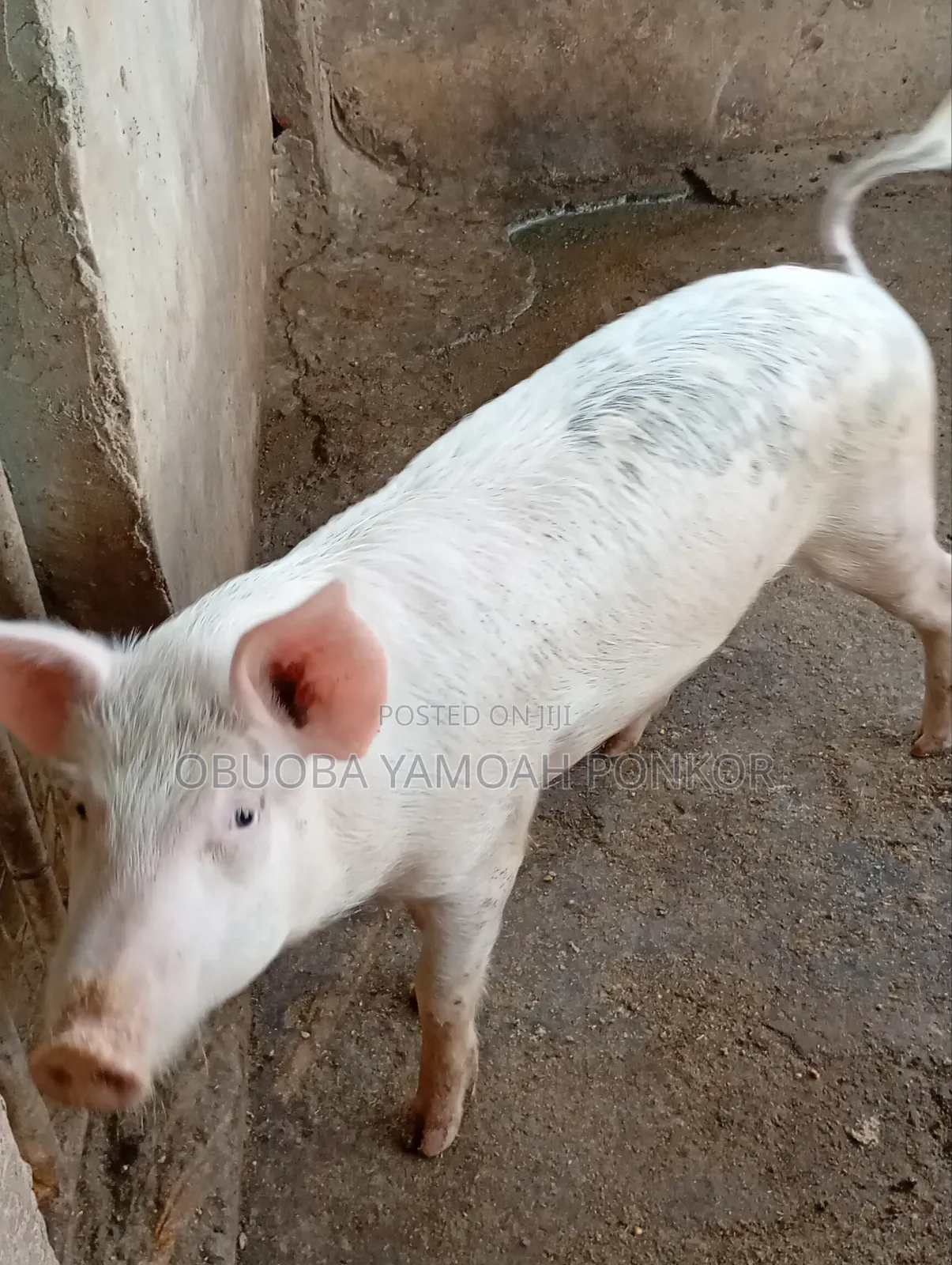 Obuoba Y.P Farms