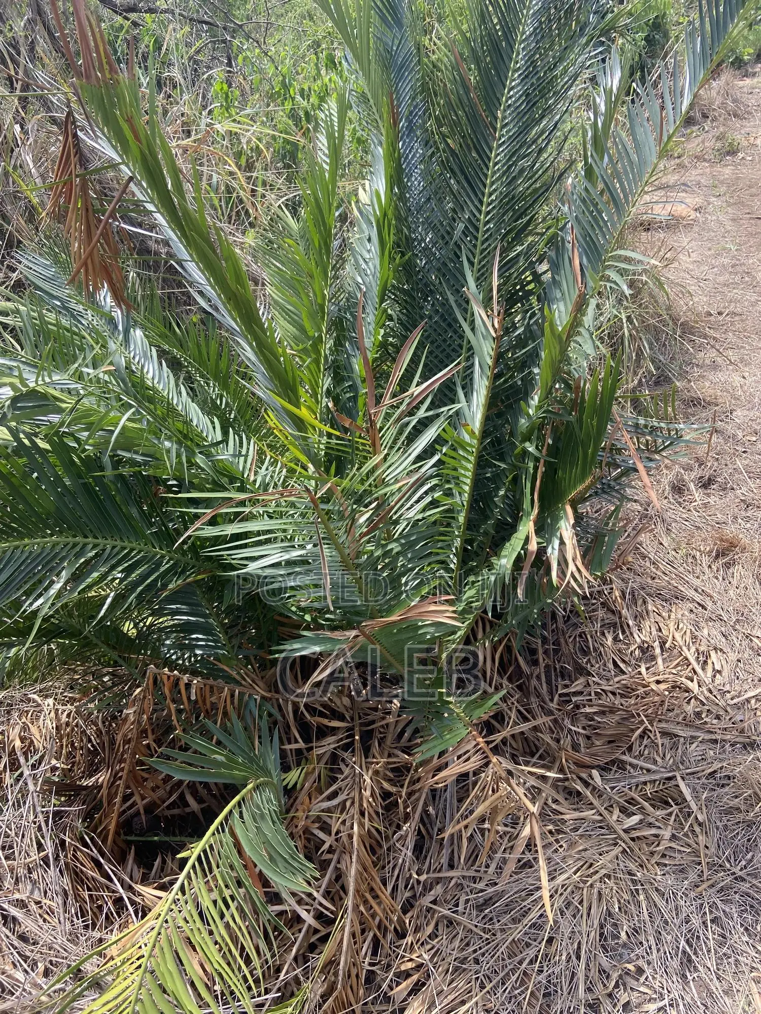 Cycads, Commonly Known as Bread Palm