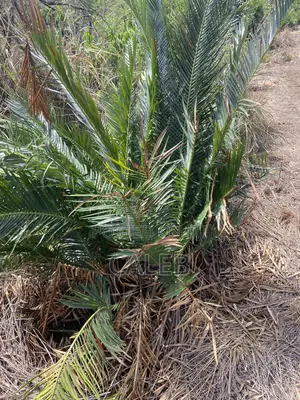 Cycads, Commonly Known as Bread Palm