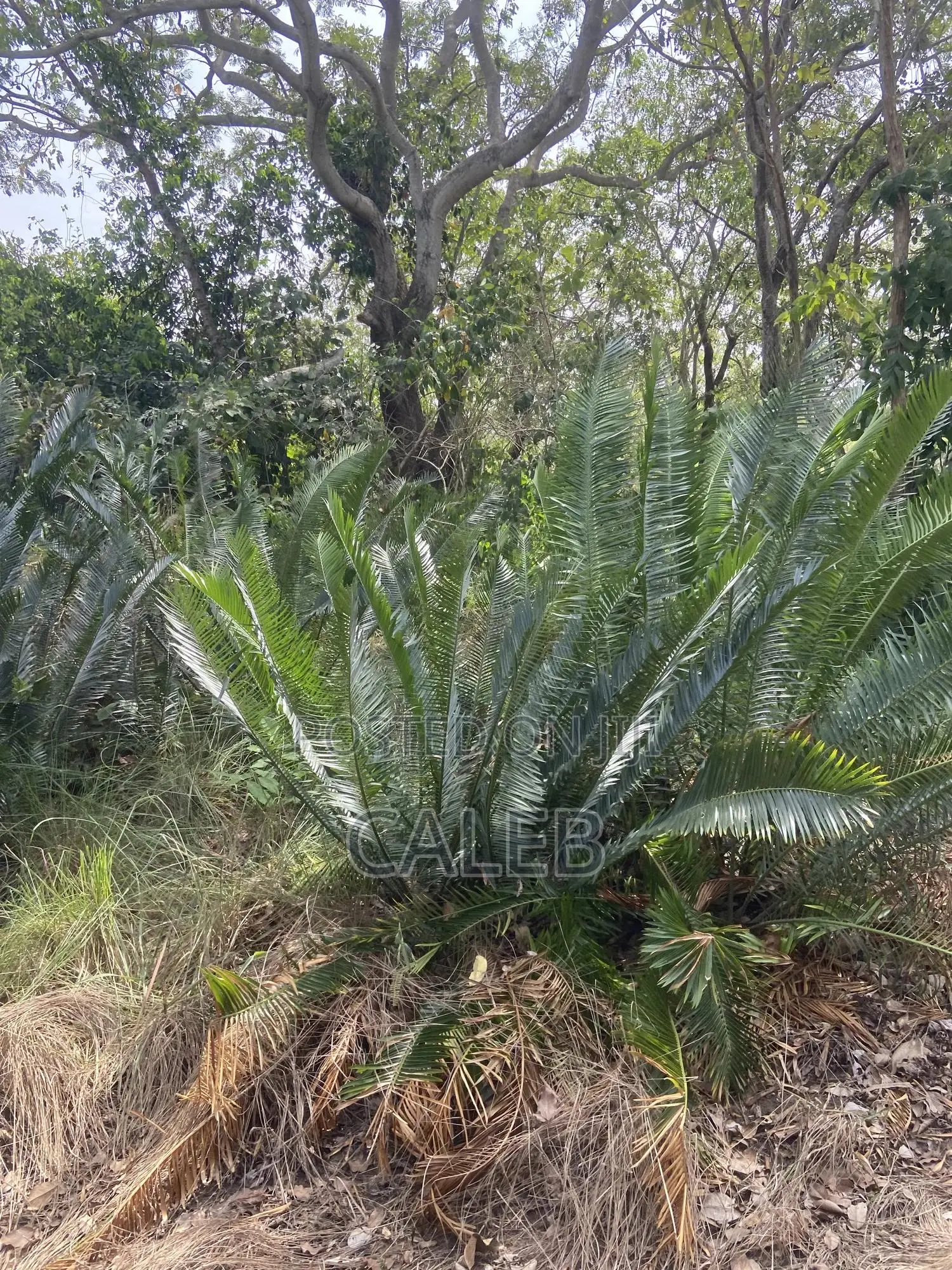 Cycads, Commonly Known as Bread Palm