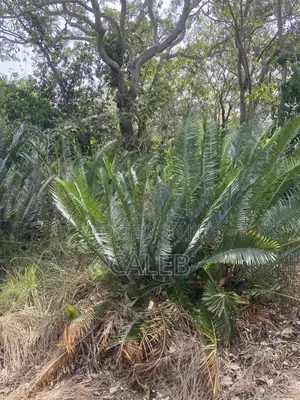 Cycads, Commonly Known as Bread Palm
