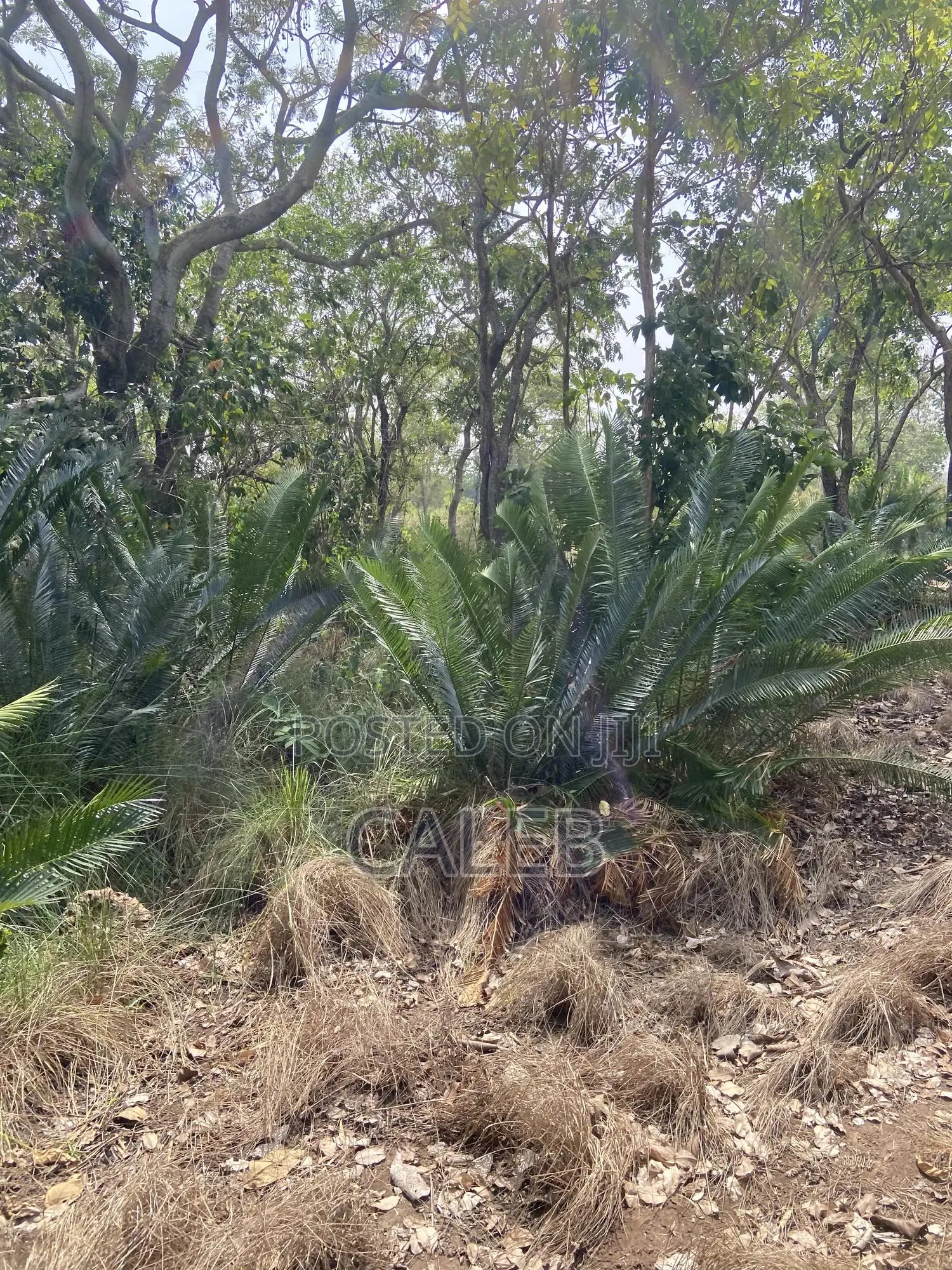 Cycads, Commonly Known as Bread Palm