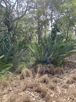 Cycads, Commonly Known as Bread Palm