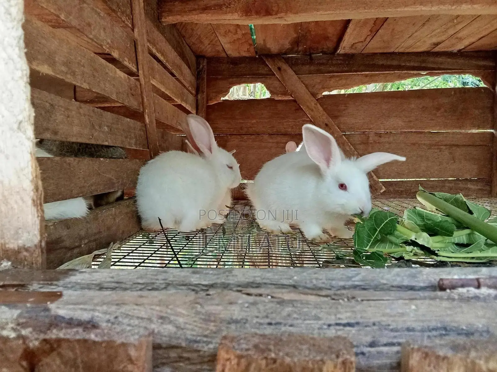 Rabbit Farm