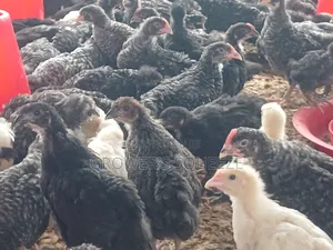 Matured Broilers and 7 Weeks Plymouth Rock Cockerels