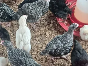 Matured Broilers and 7 Weeks Plymouth Rock Cockerels