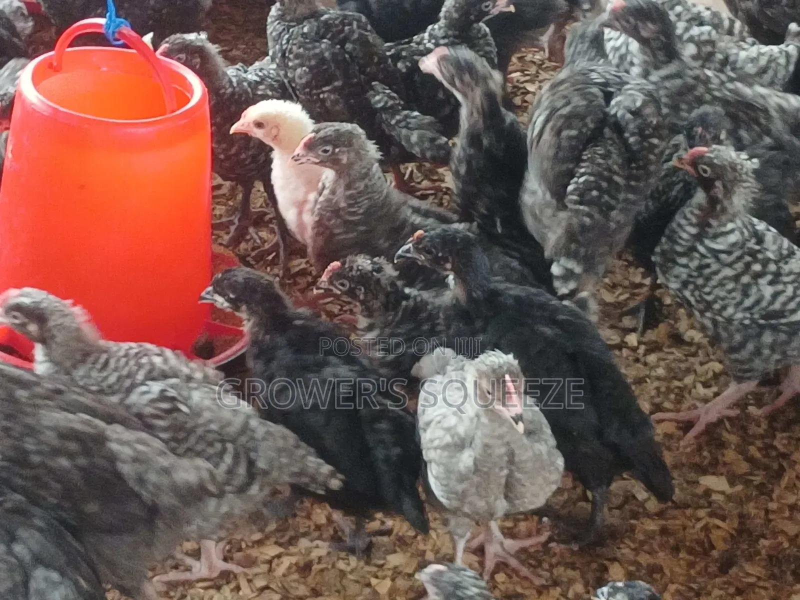 Matured Broilers and 7 Weeks Plymouth Rock Cockerels