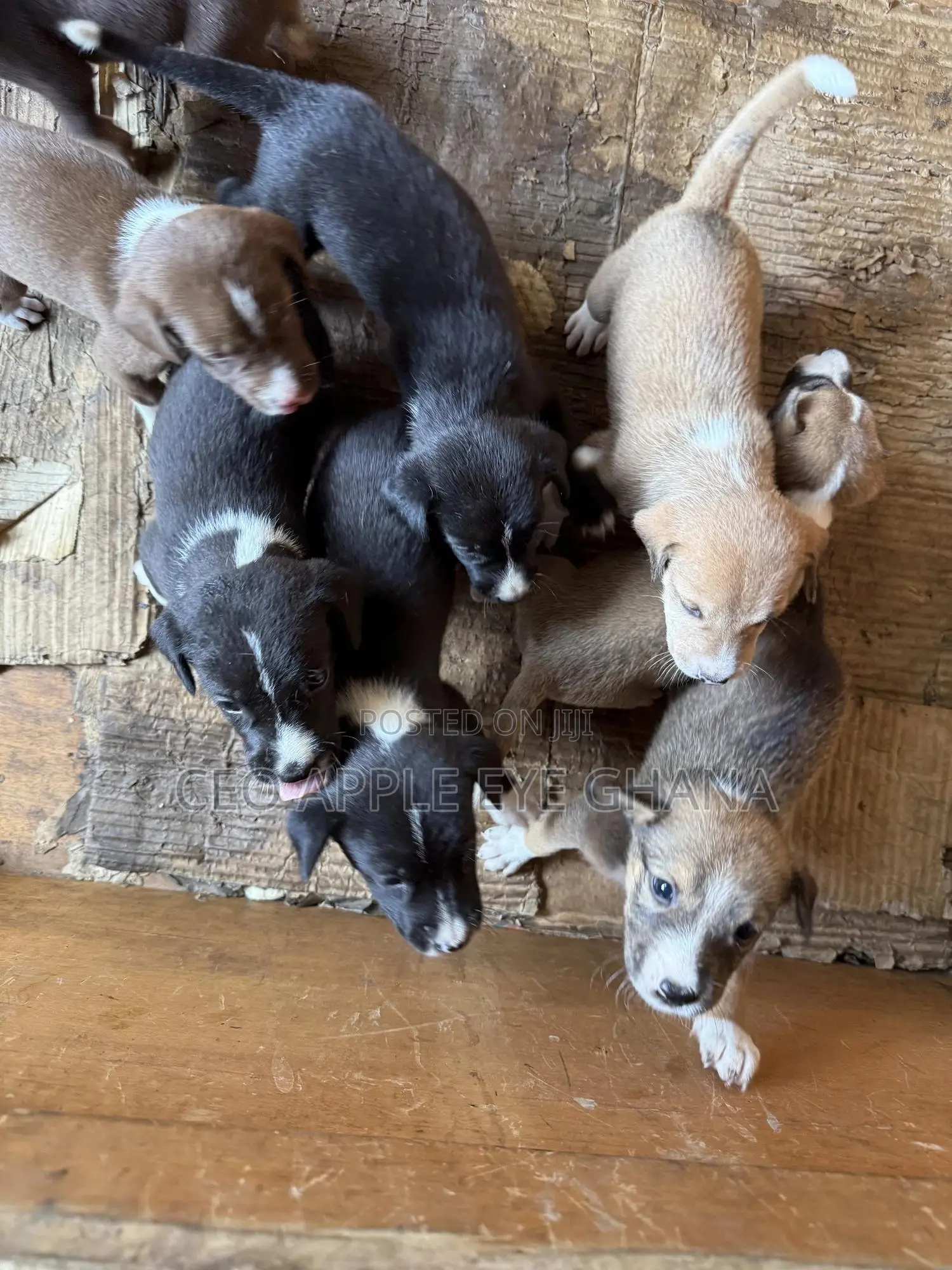 1-3 months Female Purebred Dog
