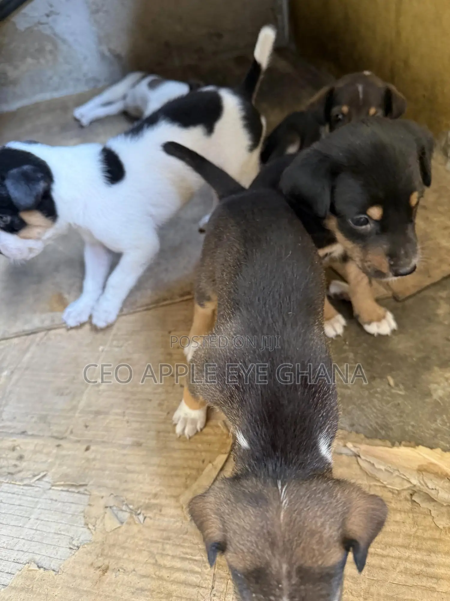 1-3 months Female Purebred Dog