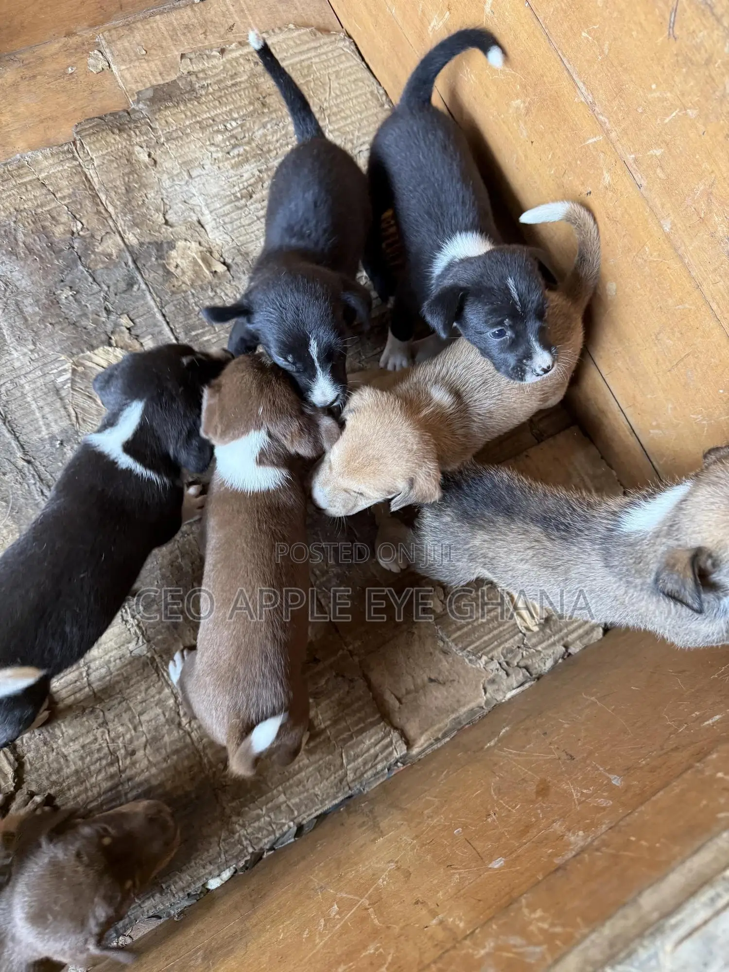 1-3 months Female Purebred Dog