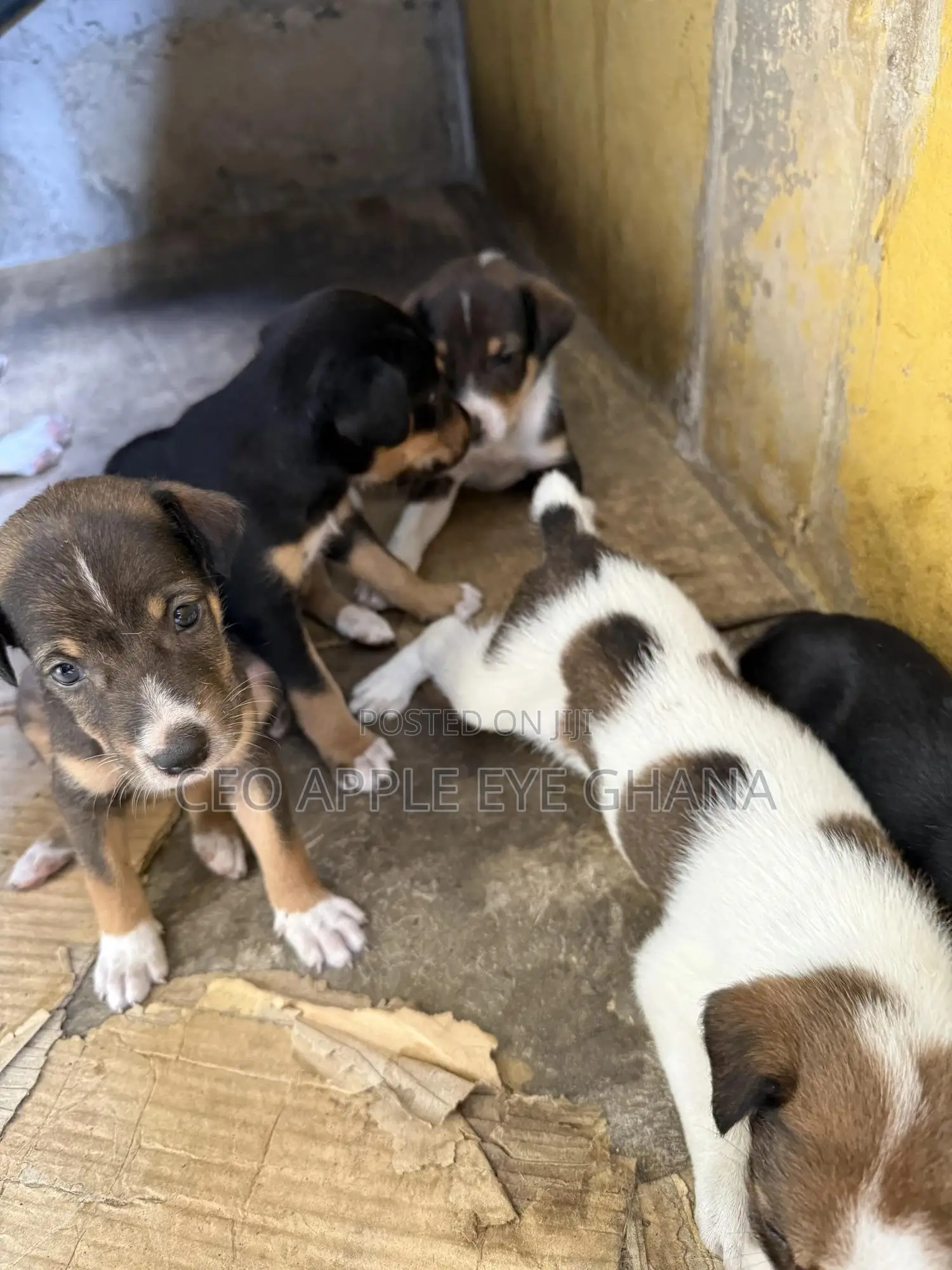 1-3 months Female Purebred Dog