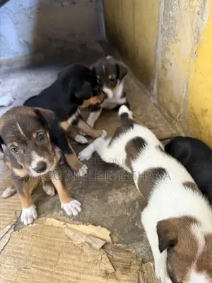 1-3 months Female Purebred Dog