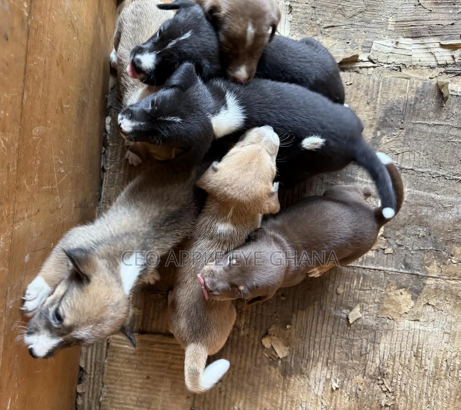 1-3 months Female Purebred Dog
