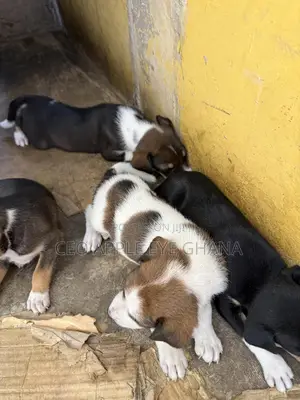 1-3 months Female Purebred Dog