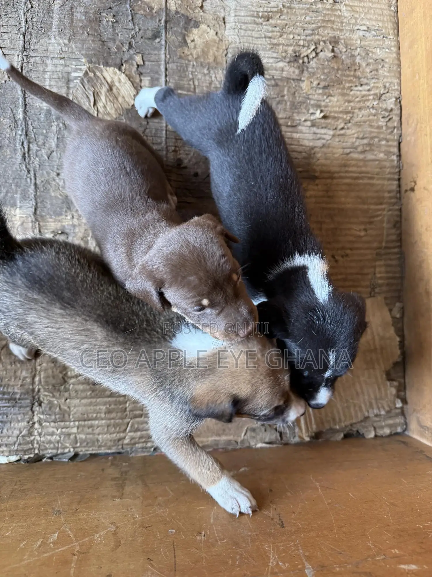 1-3 months Female Purebred Dog