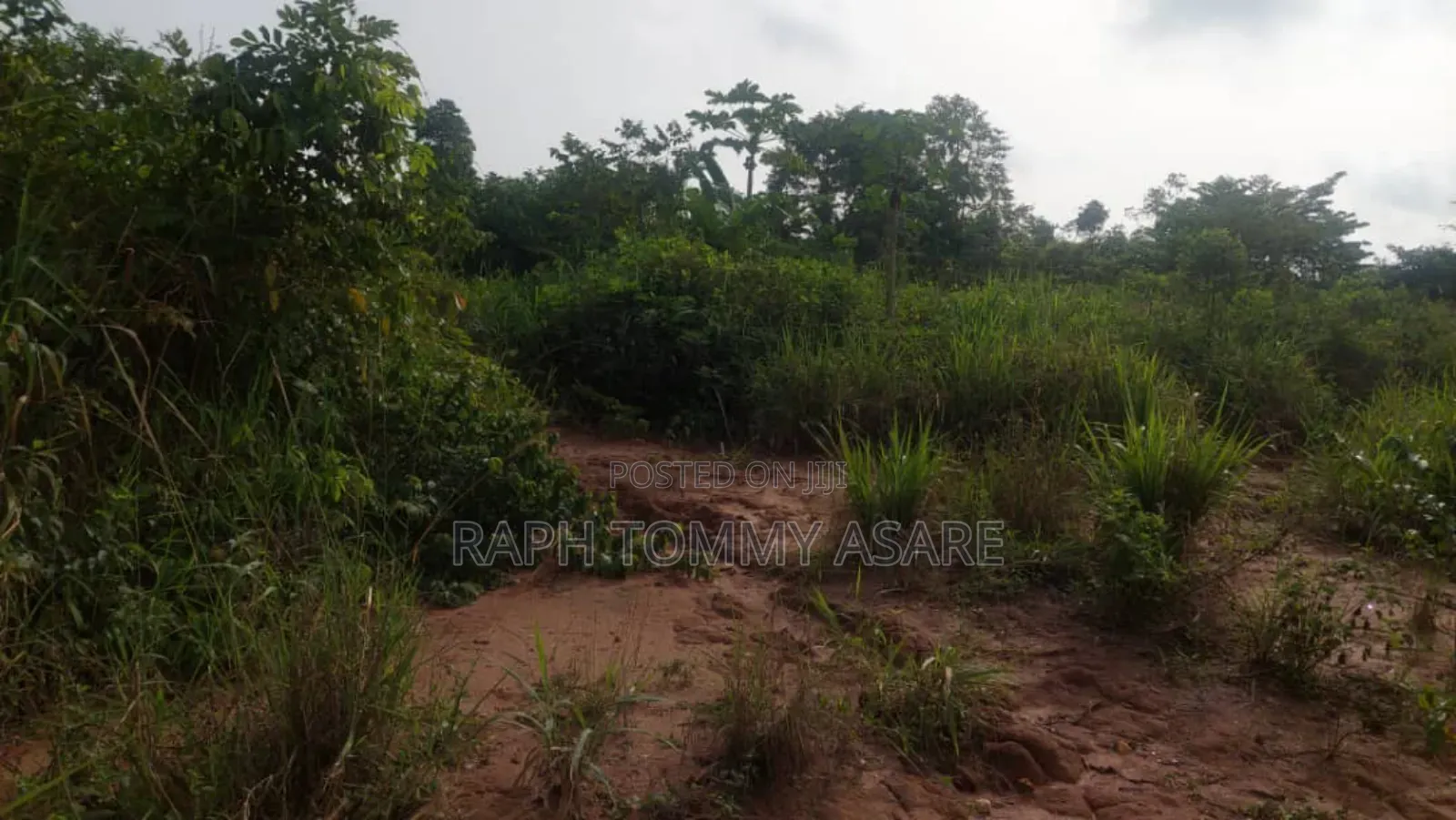 Animal and Crop Farming One and Half Acre Land for Sale