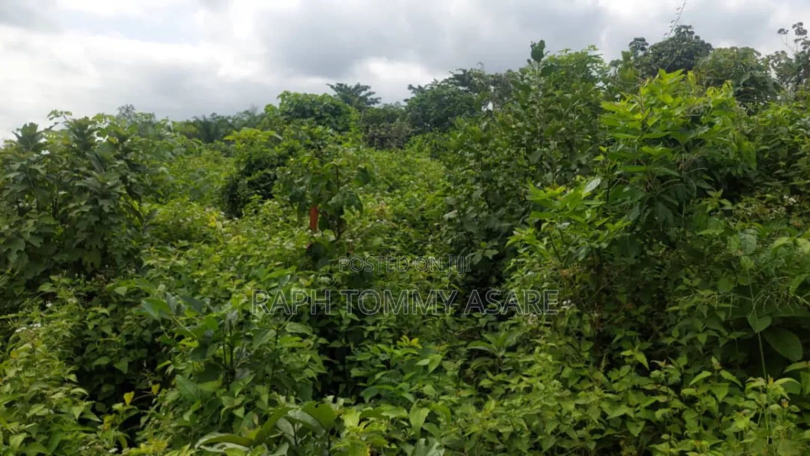 Two and Half Acres of Farm Land for Sale at Kwabere Kasaam
