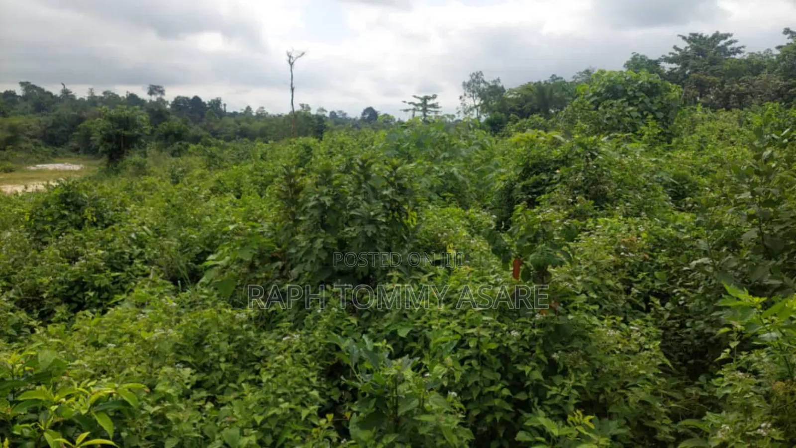 Two and Half Acres of Farm Land for Sale at Kwabere Kasaam