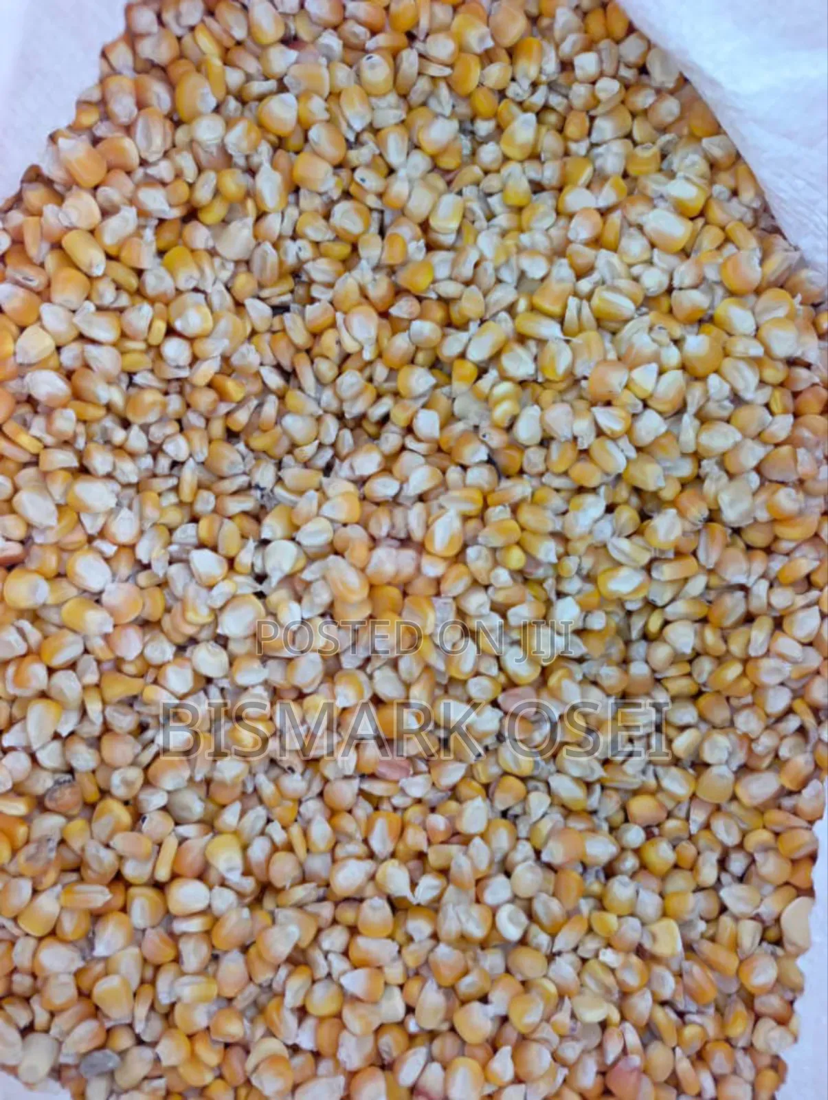 Yellow Maize