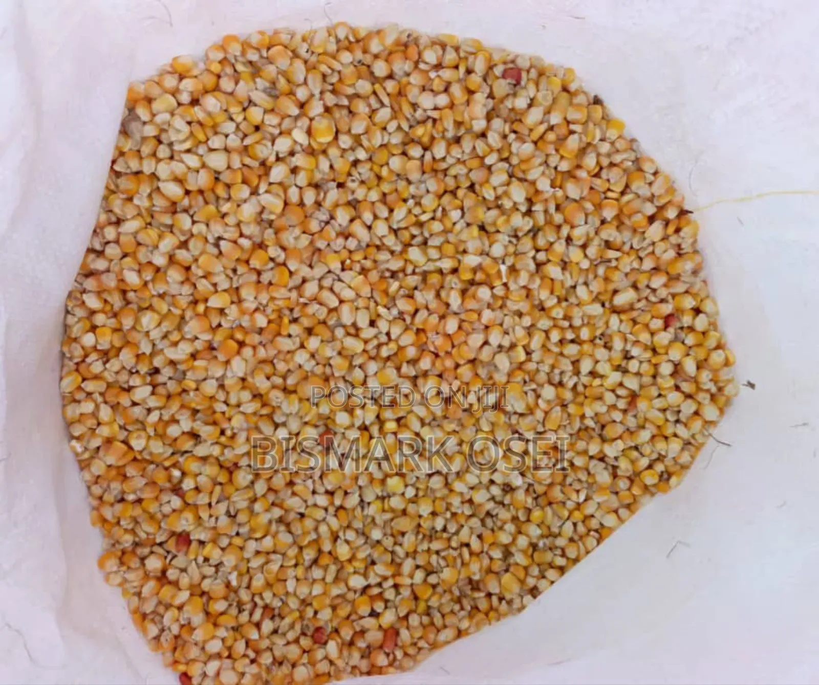 Yellow Maize