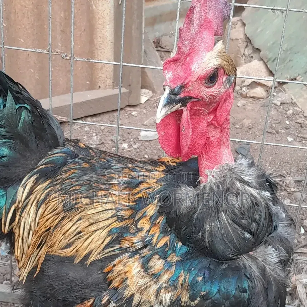 Sokibantam