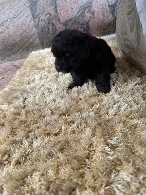 1-3 months Male Purebred Poodle
