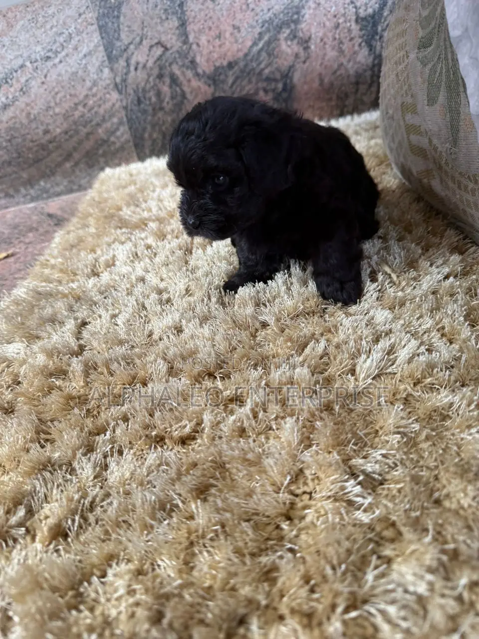 1-3 months Male Purebred Poodle
