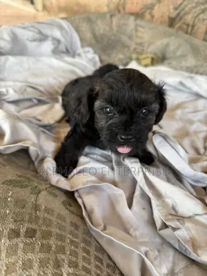 1-3 months Male Purebred Poodle
