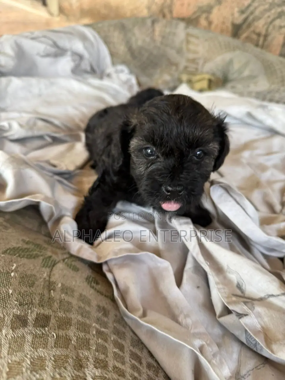 1-3 months Male Purebred Poodle