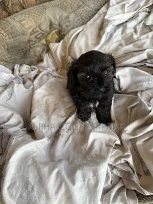 1-3 months Male Purebred Poodle