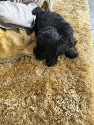 1-3 months Male Purebred Poodle