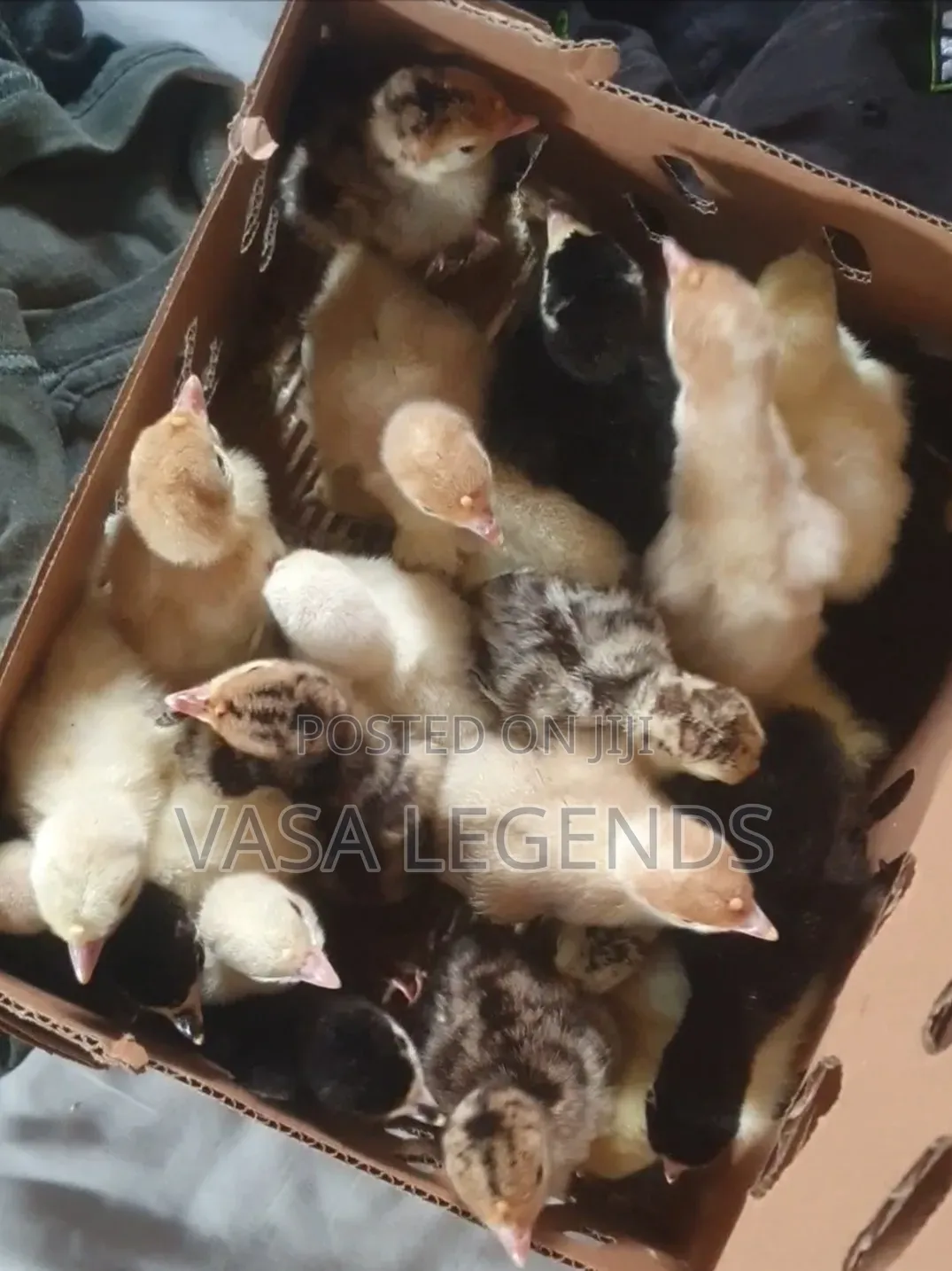 Day Old Turkey Poults