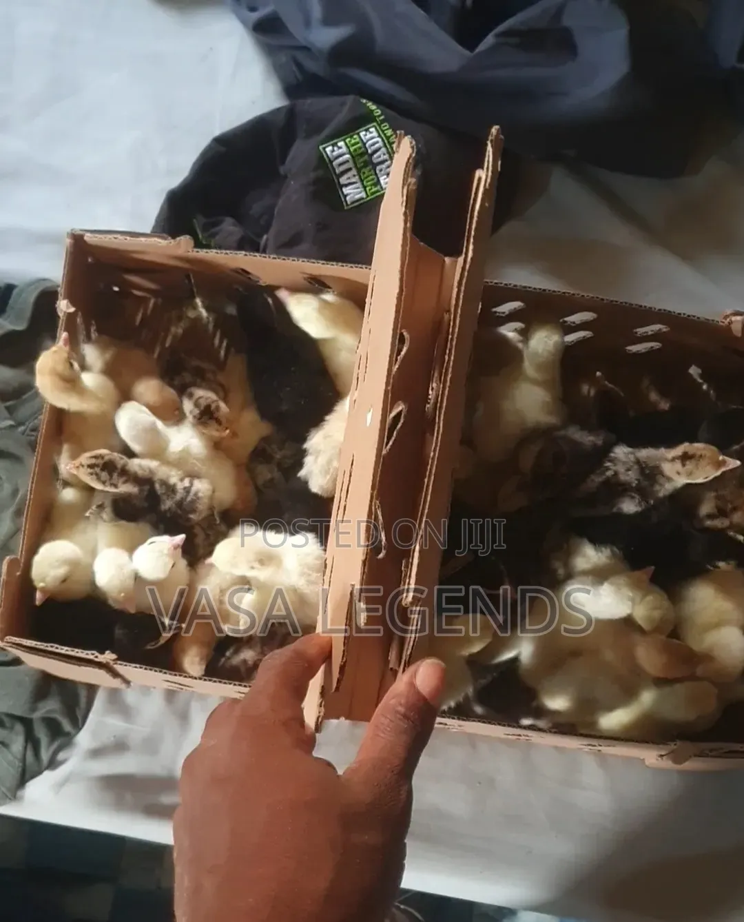Day Old Turkey Poults