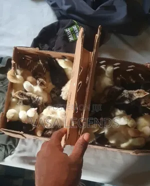 Day Old Turkey Poults