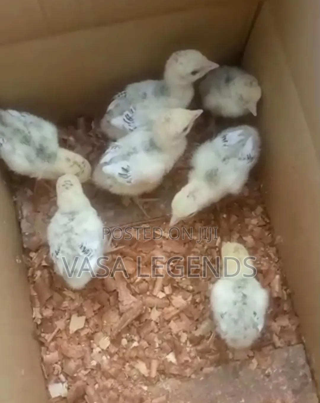 Day Old Turkey Poults