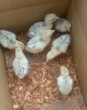Day Old Turkey Poults